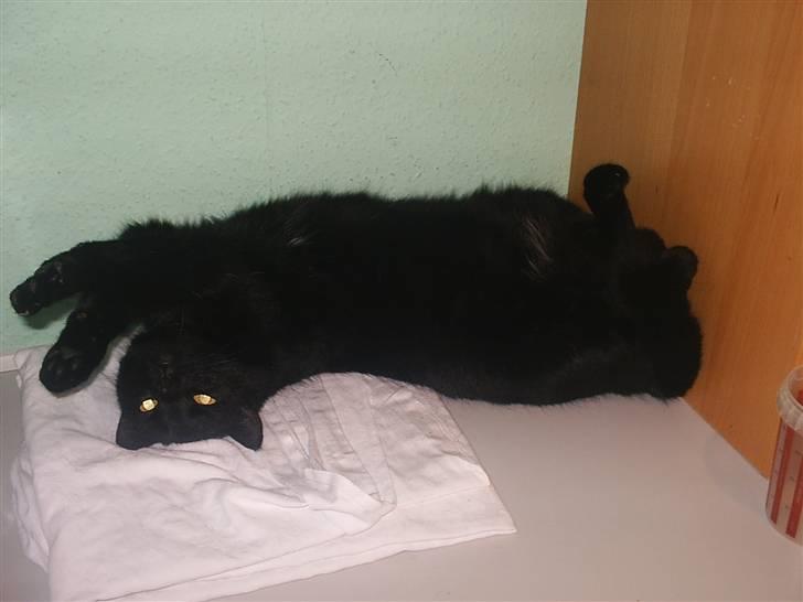 Blanding af racer carmen billede 4