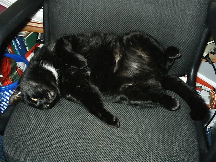 Blanding af racer carmen billede 5