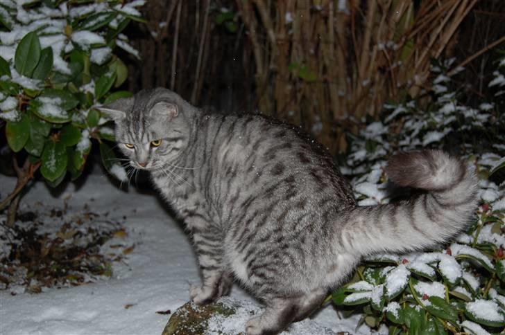 Blanding af racer Findus billede 11