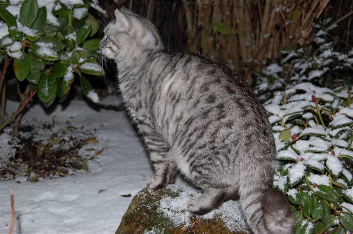 Blanding af racer Findus billede 12