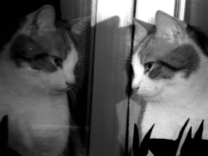 Blanding af racer BRIAN KNOXVILLE :-) - se hvor smuk jeg er! - kigger lige lidt på mig selv igennem vinduet :-) billede 1