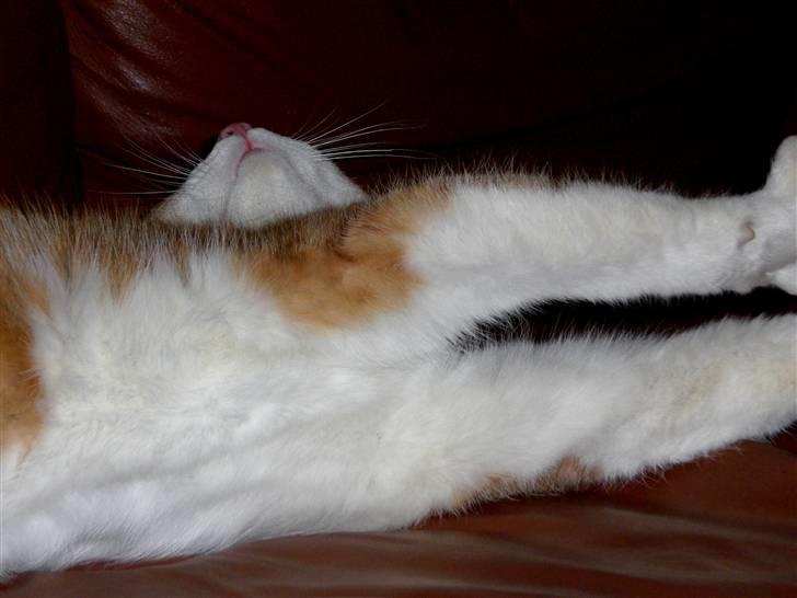 Blanding af racer BRIAN KNOXVILLE :-) - årrrh stræke stræke, det var godt med en lille lur :-) billede 2