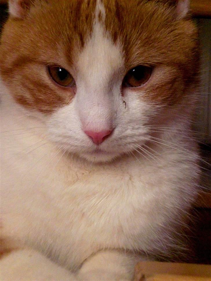 Blanding af racer BRIAN KNOXVILLE :-) - se min lyserrøde snude, og mine smukke øjne :) billede 3