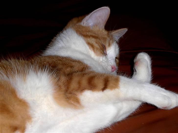 Blanding af racer BRIAN KNOXVILLE :-) - jeg trænger altså til at få klippet klør ! billede 4