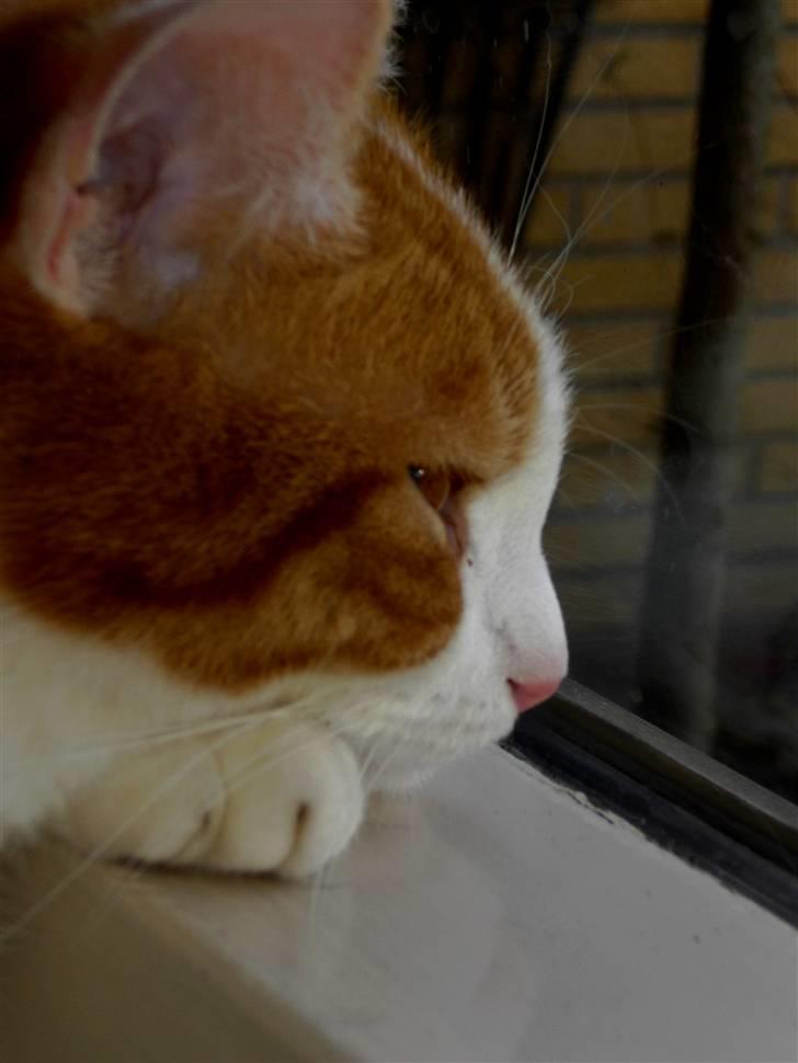 Blanding af racer BRIAN KNOXVILLE :-) - hmmmmmm, når der er dårligt vejr, er det dejligt at ligge lige over radiatoren, og kigge ud i haven :-) billede 5