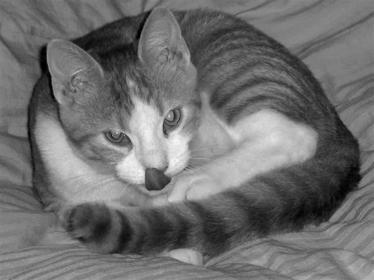 Blanding af racer BRIAN KNOXVILLE :-) - tehehe, rækker lige tunge til fotografen ! billede 6