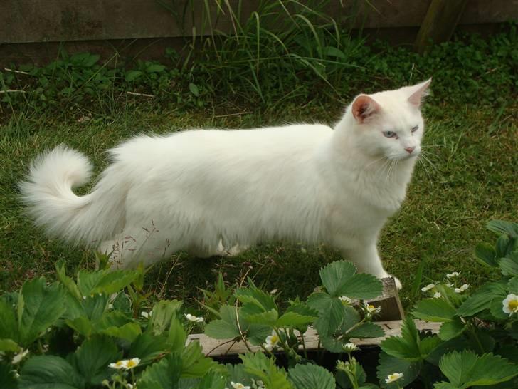 Maine Coon Spinner  Hankat - Velkommen folkens ! billede 1