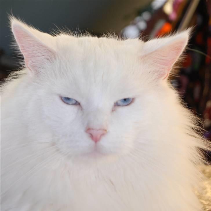 Maine Coon Spinner  Hankat billede 2