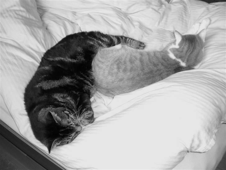 Blanding af racer BRIAN KNOXVILLE :-) - Zzzz ... min gode sove ven åge :) billede 7