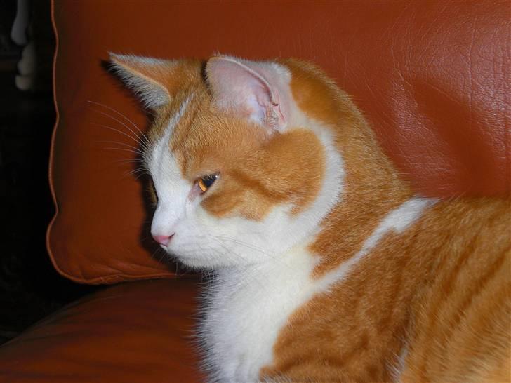 Blanding af racer BRIAN KNOXVILLE :-) - hey du der nede ! det er altså min sofa ..... billede 8