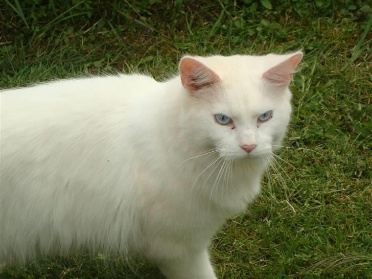 Maine Coon Spinner  Hankat billede 5