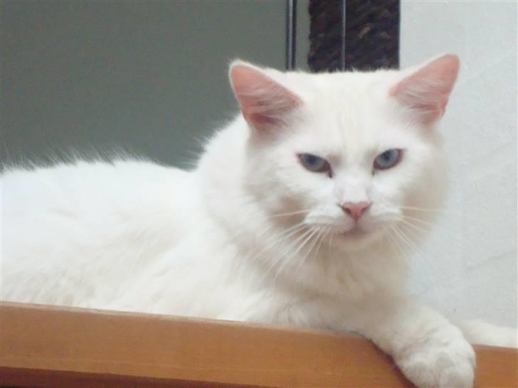 Maine Coon Spinner  Hankat billede 6