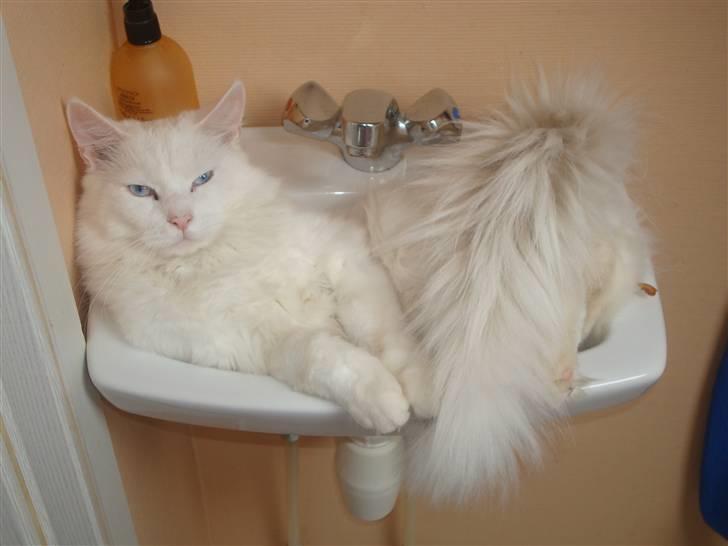 Maine Coon Spinner  Hankat billede 7