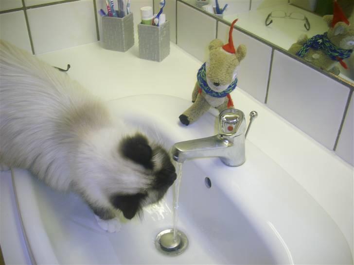 Hellig Birma Salli billede 2