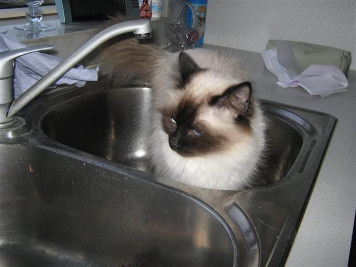 Hellig Birma Salli billede 4