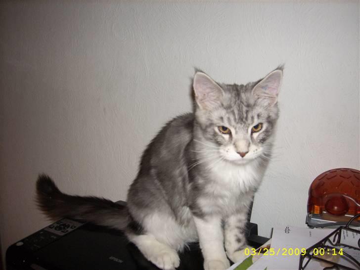 Maine Coon Jelly billede 12