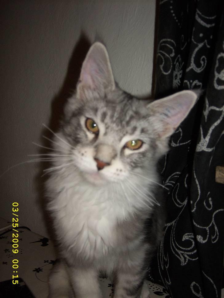 Maine Coon Jelly - Dejlige Jelly,man smelter når han kigger sådan på en.. billede 13