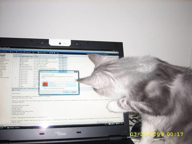 Maine Coon Jelly - Jelly skal nok blive en it nørd... billede 14