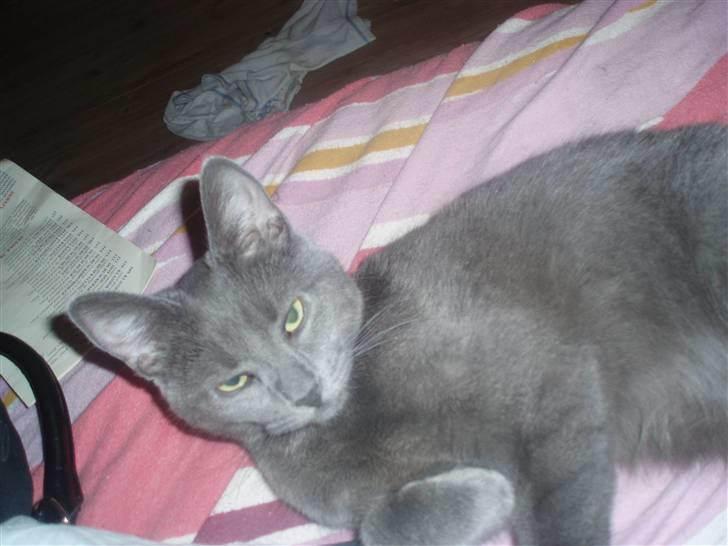 Huskat Baby R.I.P billede 9