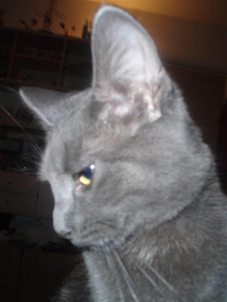 Huskat Baby R.I.P billede 10