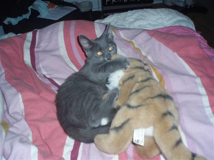 Huskat Baby R.I.P billede 11