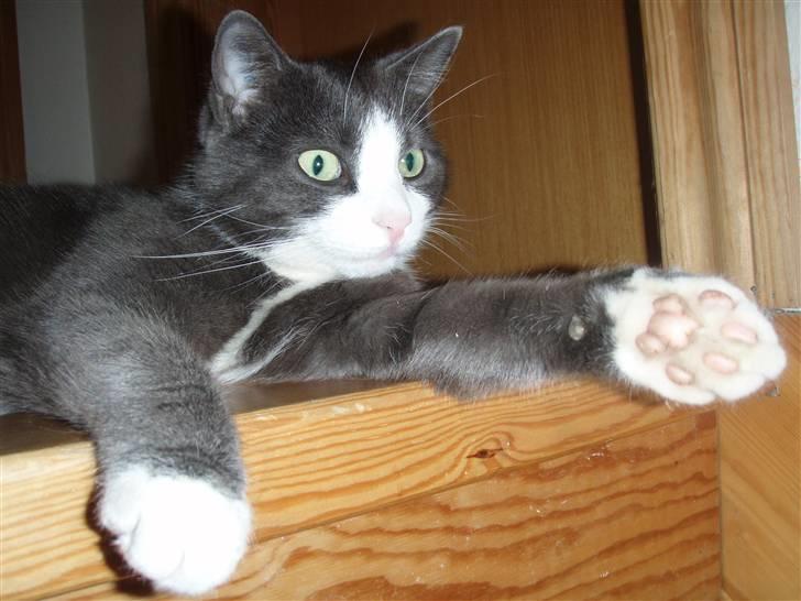 Blanding af racer Cille billede 12