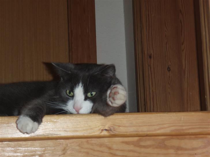 Blanding af racer Cille billede 13