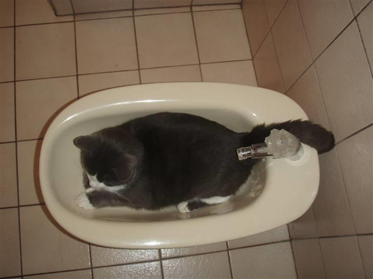 Blanding af racer Cille billede 14