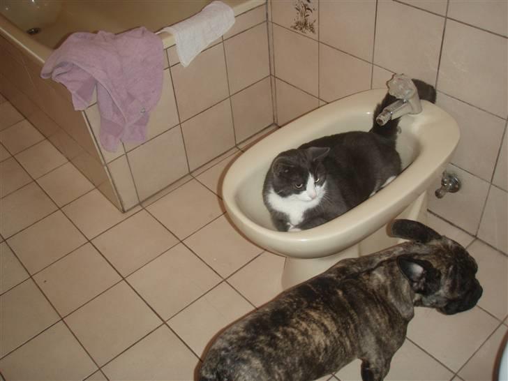 Blanding af racer Cille billede 15