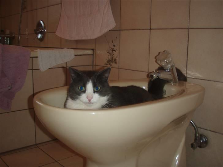 Blanding af racer Cille billede 16