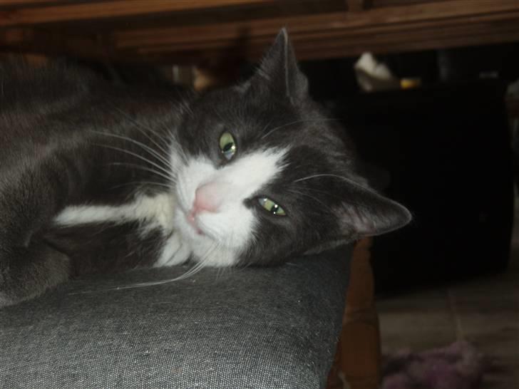 Blanding af racer Cille billede 17