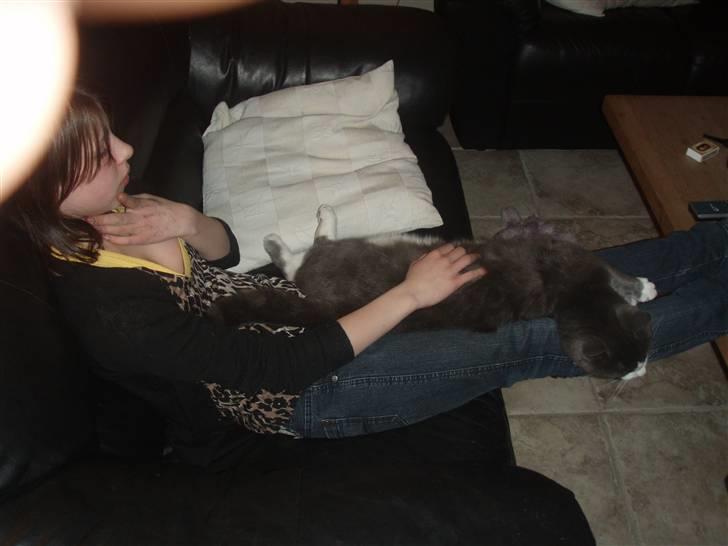 Blanding af racer Cille billede 18