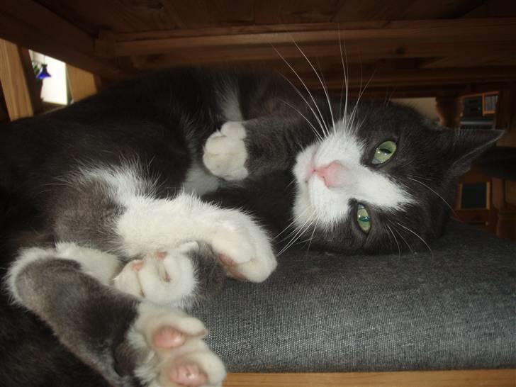 Blanding af racer Cille billede 19