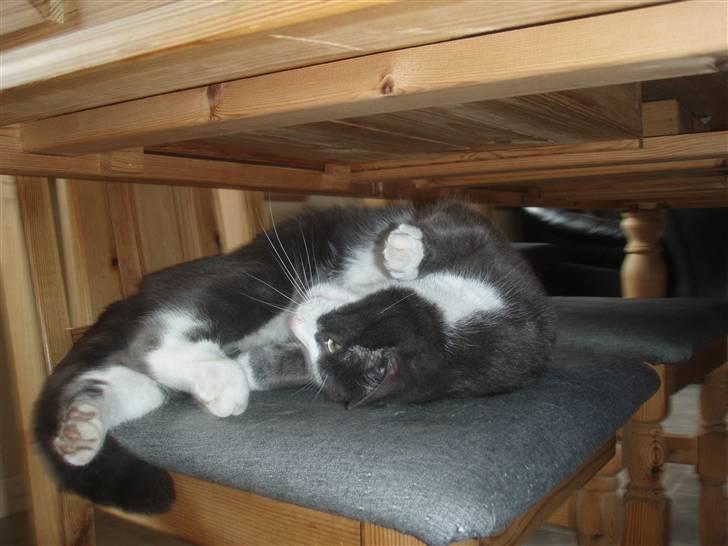 Blanding af racer Cille billede 20