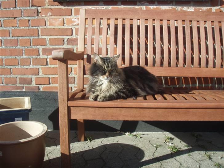 Huskat Mis billede 13