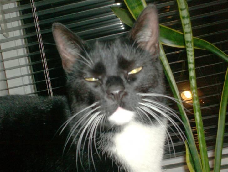 Blanding af racer magrus | 3-12-09 aflivet. billede 1