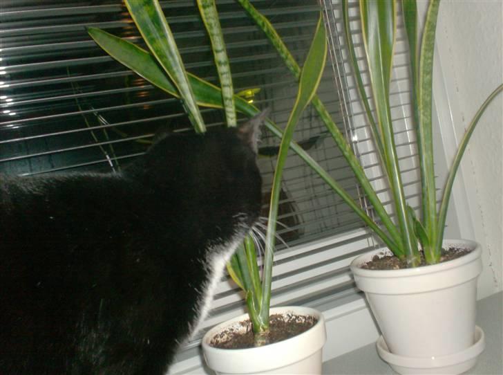 Blanding af racer magrus | 3-12-09 aflivet. billede 2