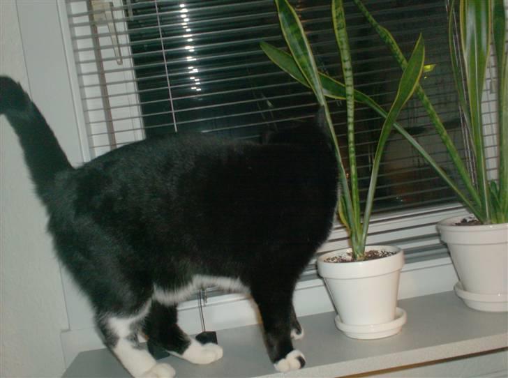 Blanding af racer magrus | 3-12-09 aflivet. billede 3