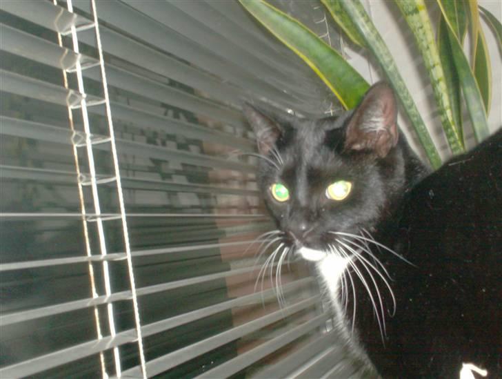 Blanding af racer magrus | 3-12-09 aflivet. billede 4