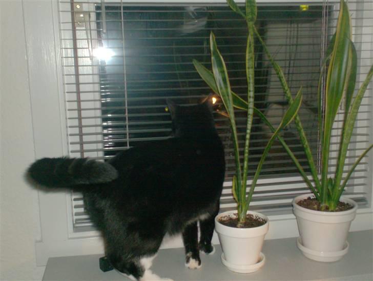 Blanding af racer magrus | 3-12-09 aflivet. billede 5