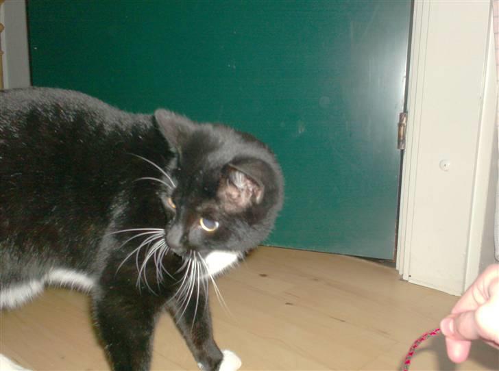 Blanding af racer magrus | 3-12-09 aflivet. billede 6