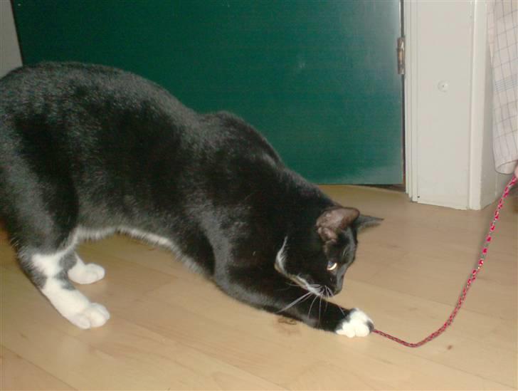 Blanding af racer magrus | 3-12-09 aflivet. billede 7