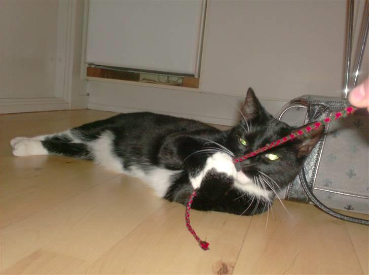 Blanding af racer magrus | 3-12-09 aflivet. billede 8