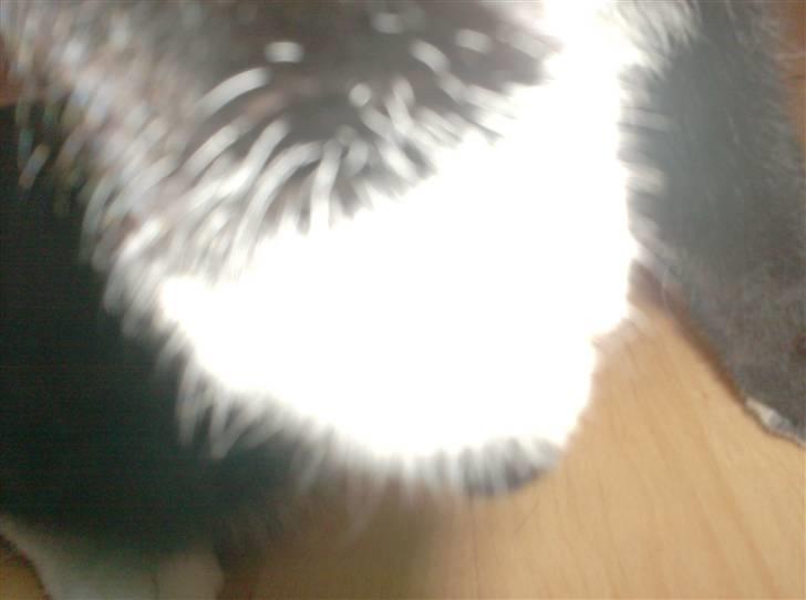 Blanding af racer magrus | 3-12-09 aflivet. billede 9