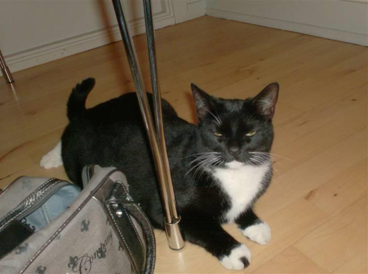 Blanding af racer magrus | 3-12-09 aflivet. billede 10