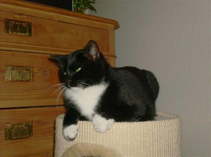 Blanding af racer magrus | 3-12-09 aflivet. billede 11