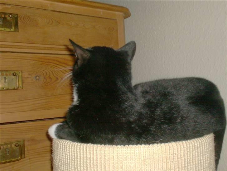 Blanding af racer magrus | 3-12-09 aflivet. billede 12