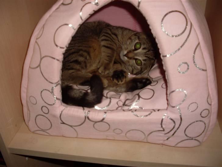 Huskat Koshka-Fået ny ejer :'( billede 8