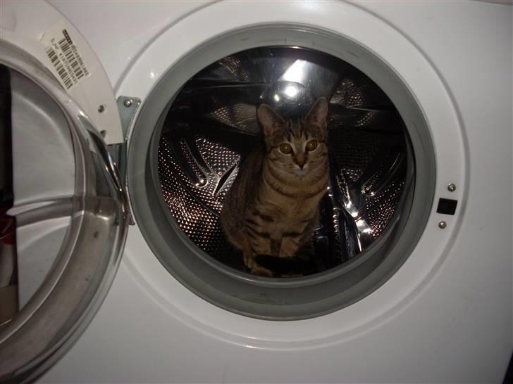 Huskat Koshka-Fået ny ejer :'( billede 9