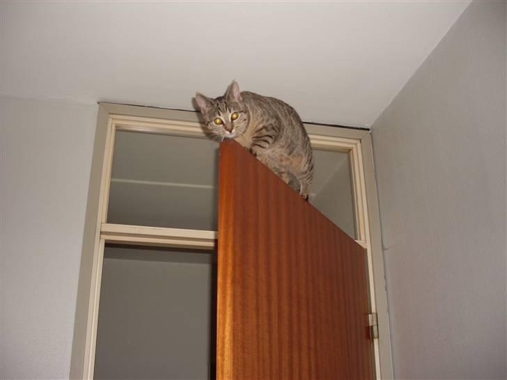 Huskat Koshka-Fået ny ejer :'( billede 10